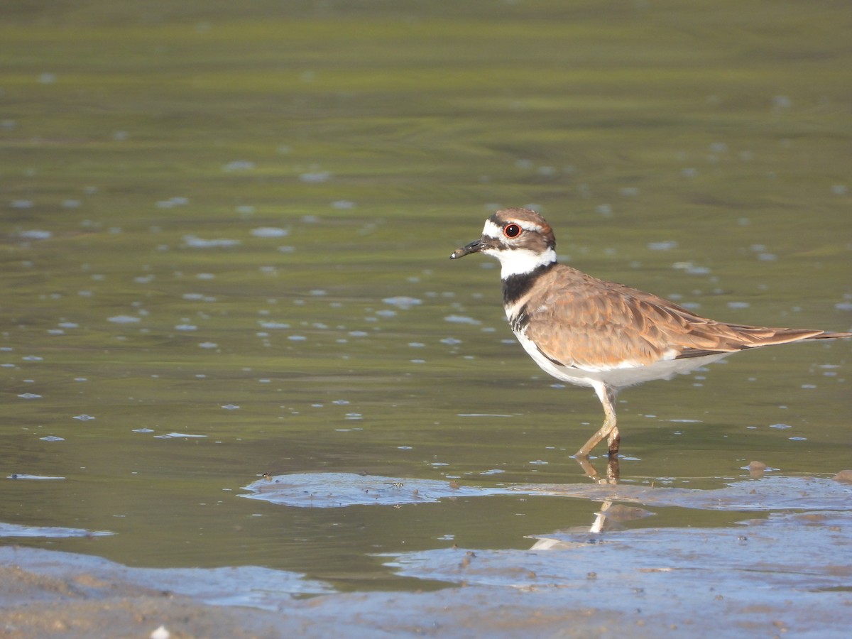 Killdeer - ML609019867