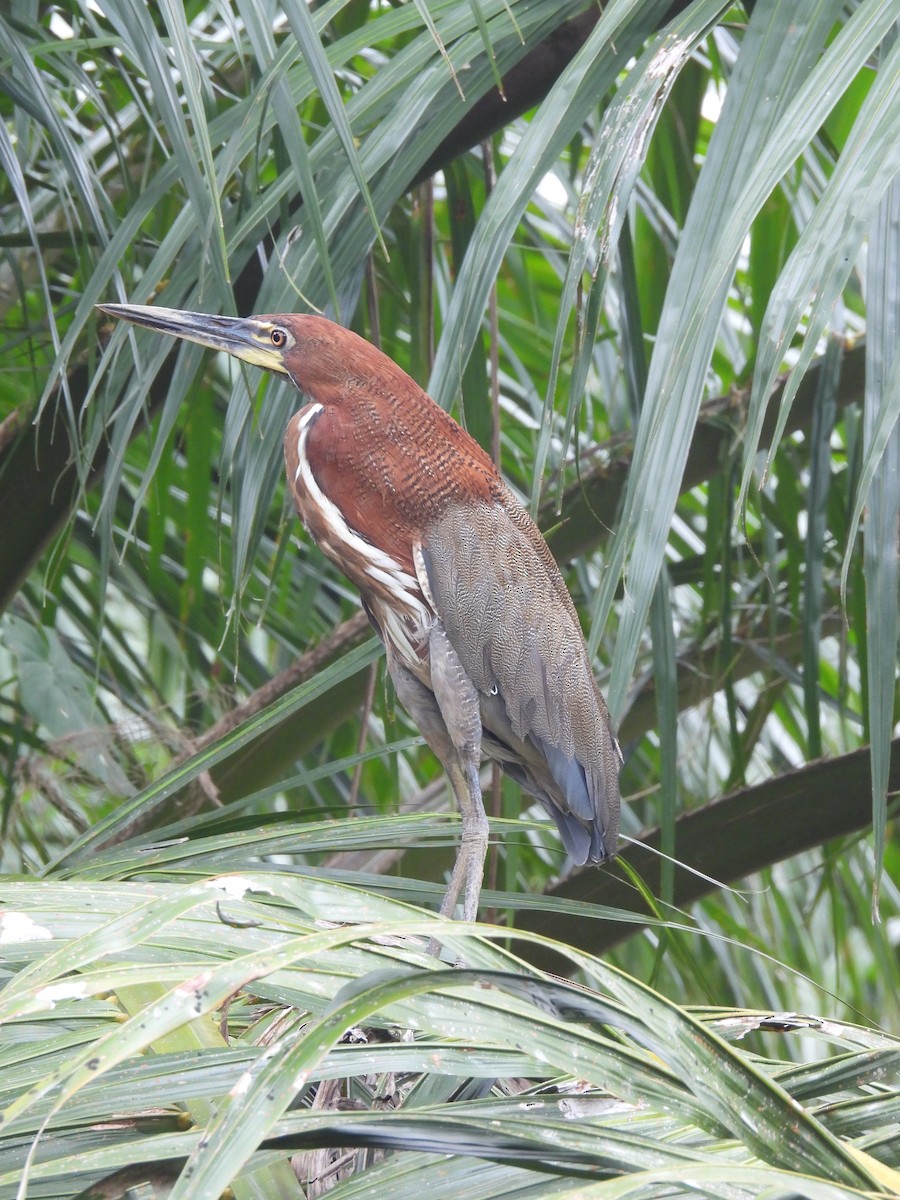 Rufescent Tiger-Heron - ML609019994