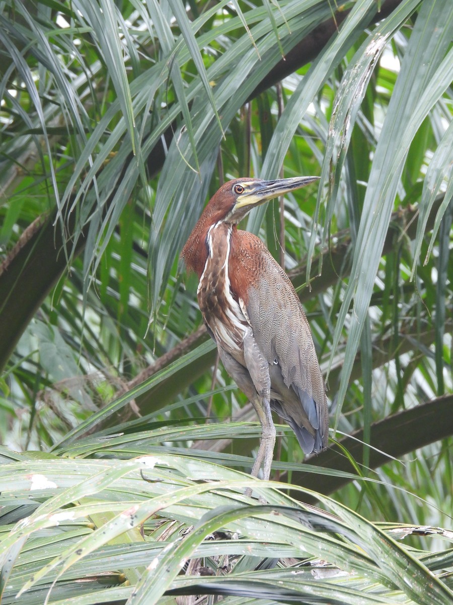 Rufescent Tiger-Heron - ML609019995