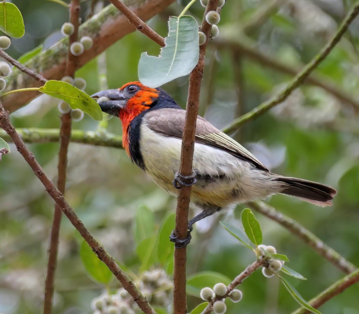 Black-collared Barbet - ML609020010