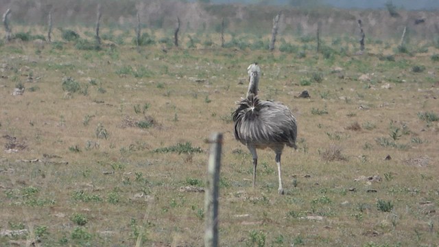 Greater Rhea - ML609020104