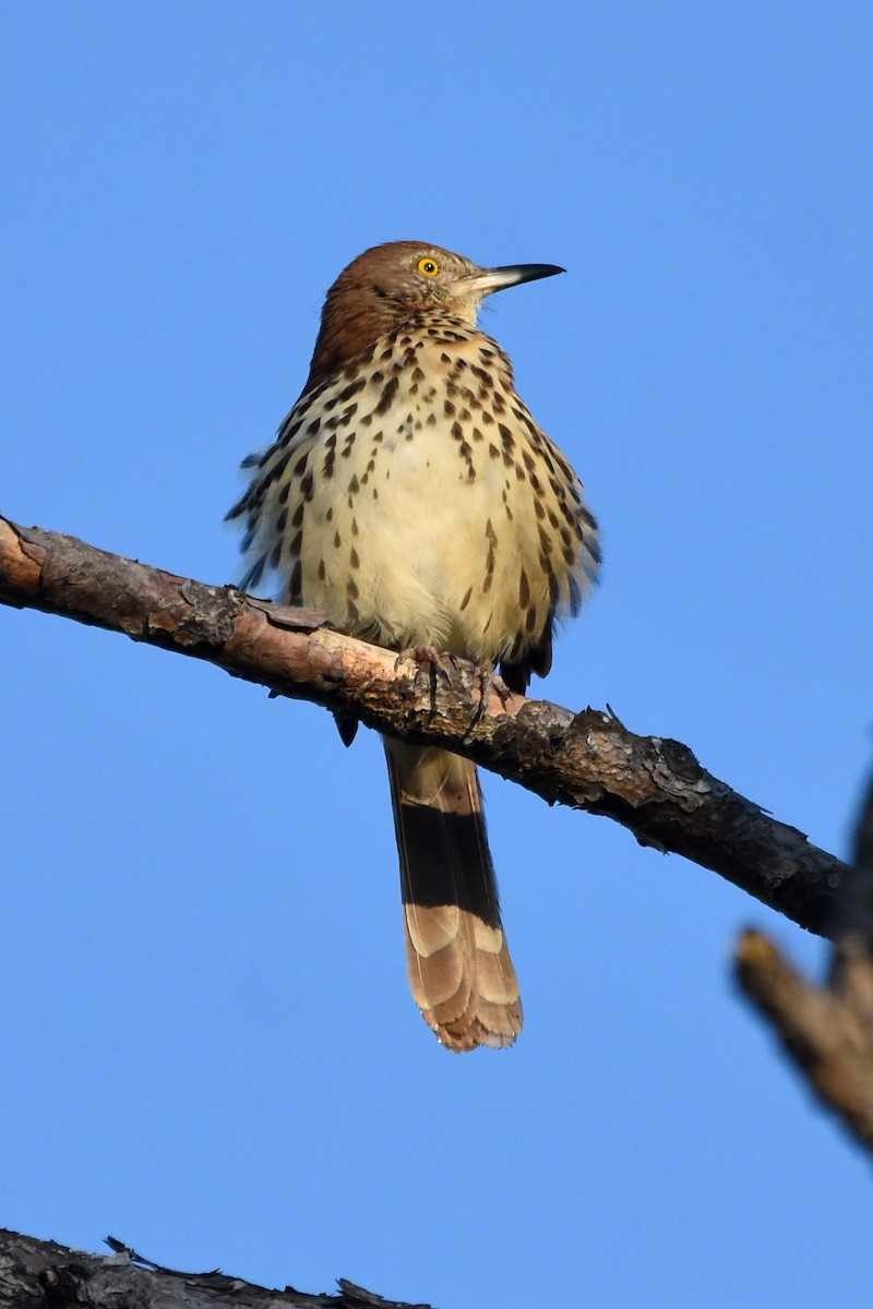 Brown Thrasher - ML609020129