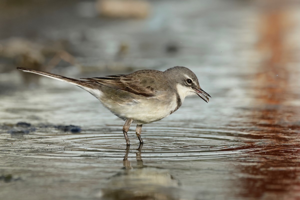 Cape Wagtail - Garret Skead