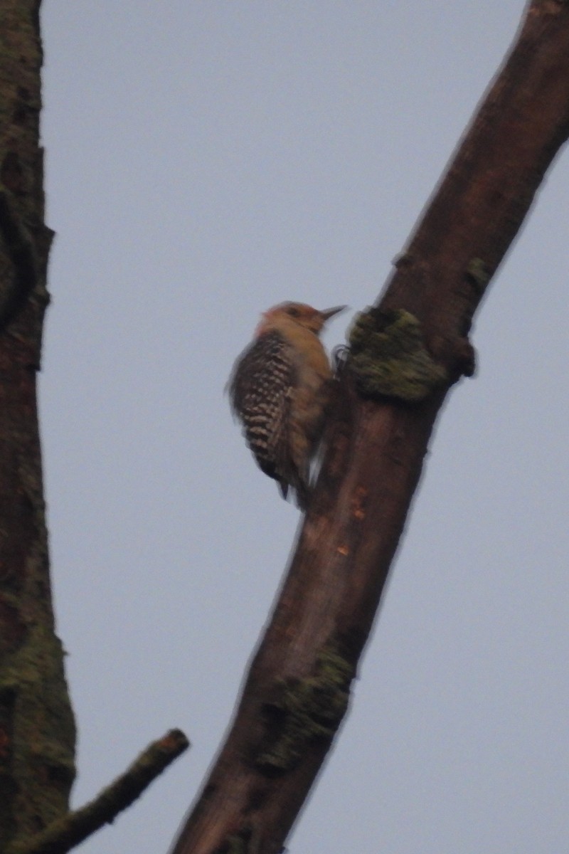 Red-bellied Woodpecker - ML609020161