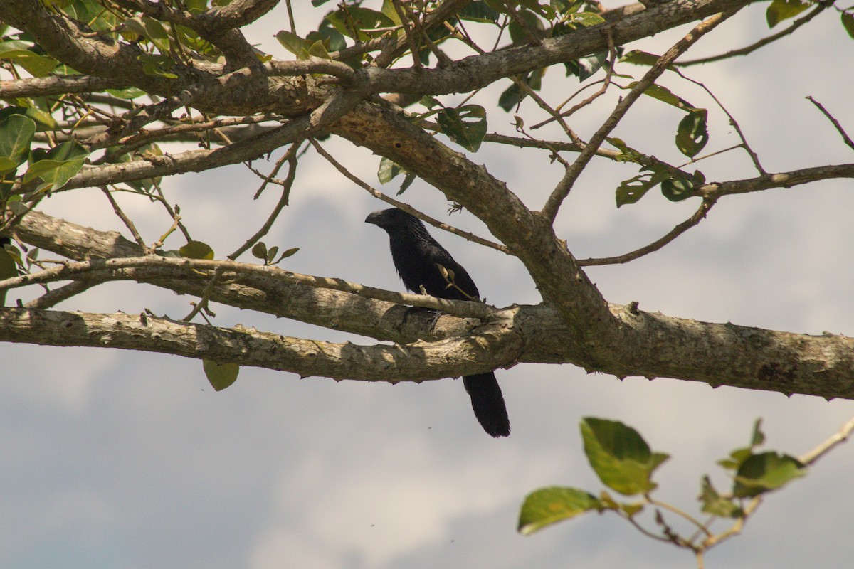 Groove-billed Ani - ML609020256