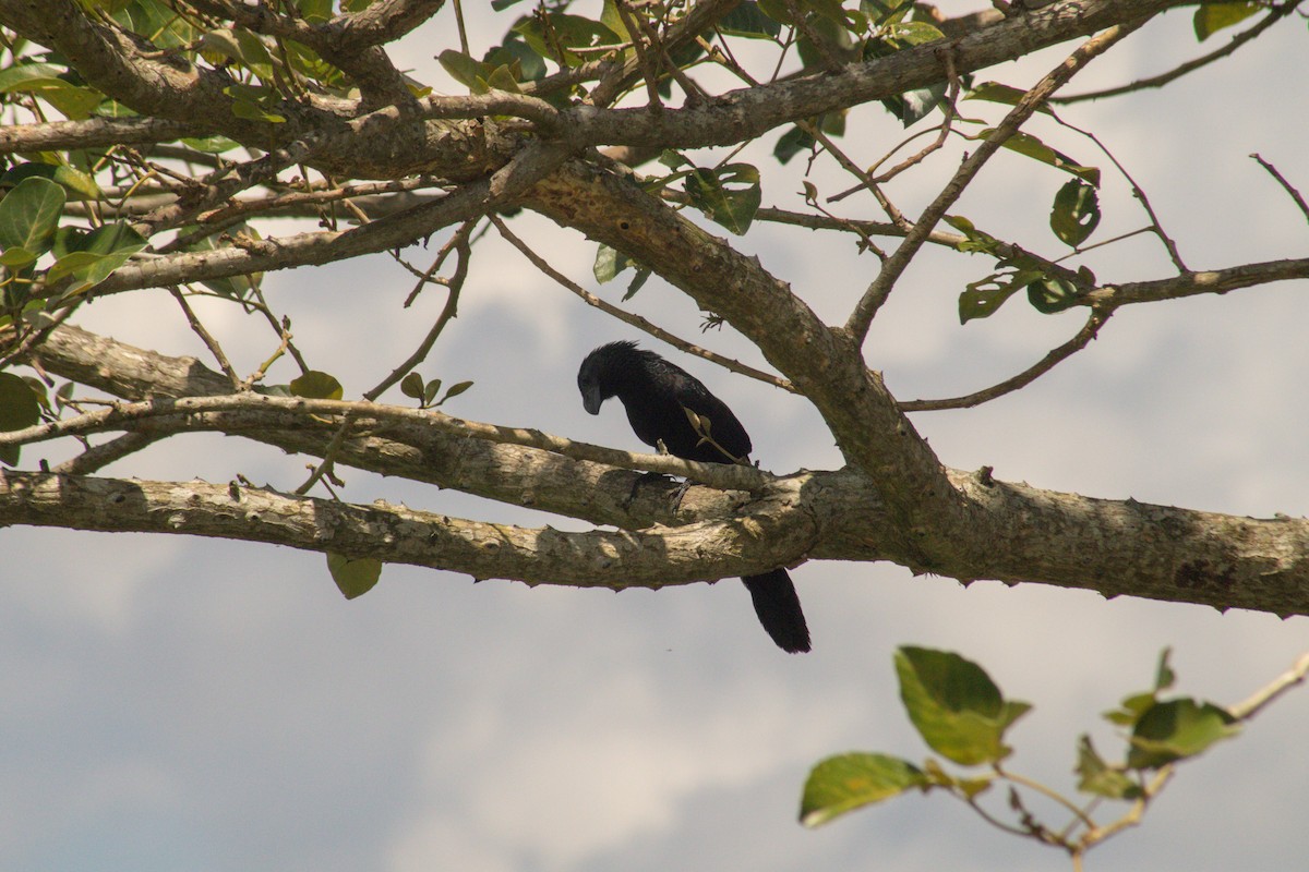 Groove-billed Ani - ML609020257