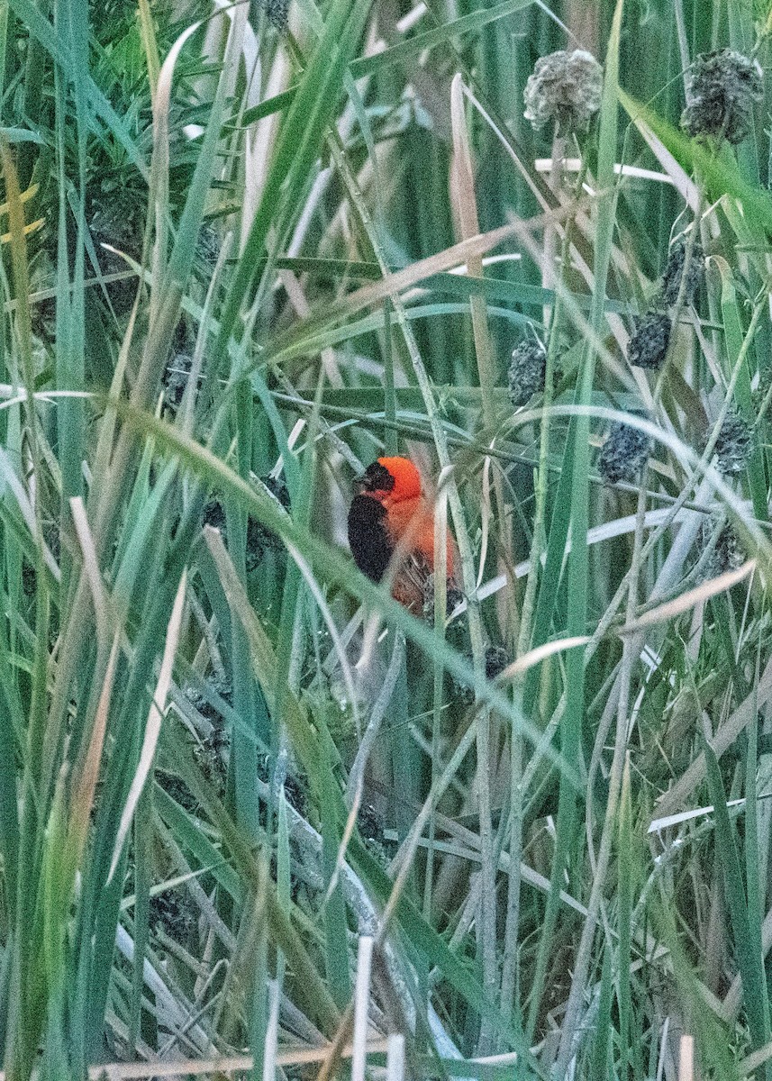 Southern Red Bishop - ML609020258