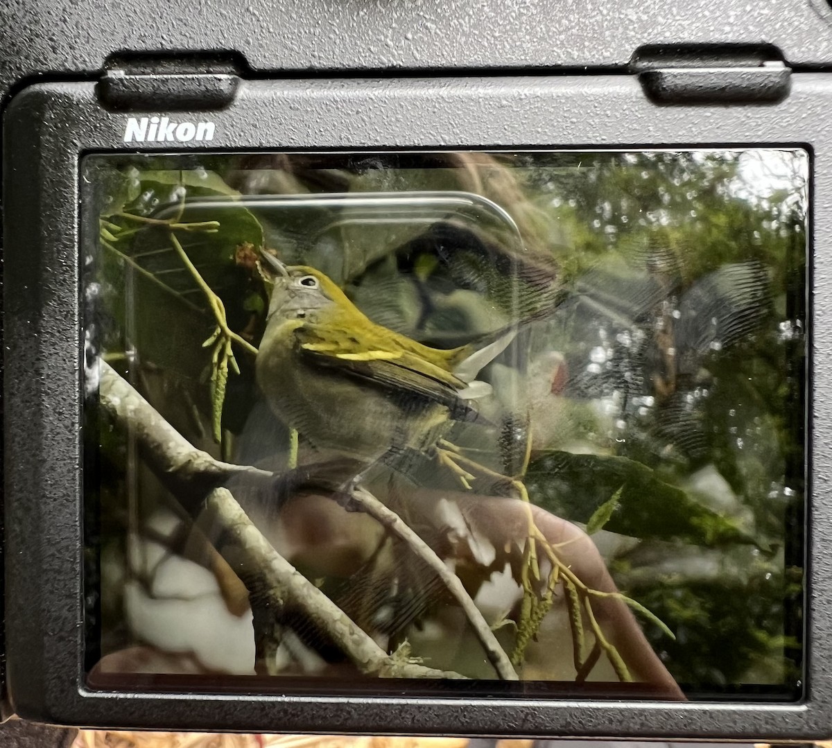 Chestnut-sided Warbler - ML609020280