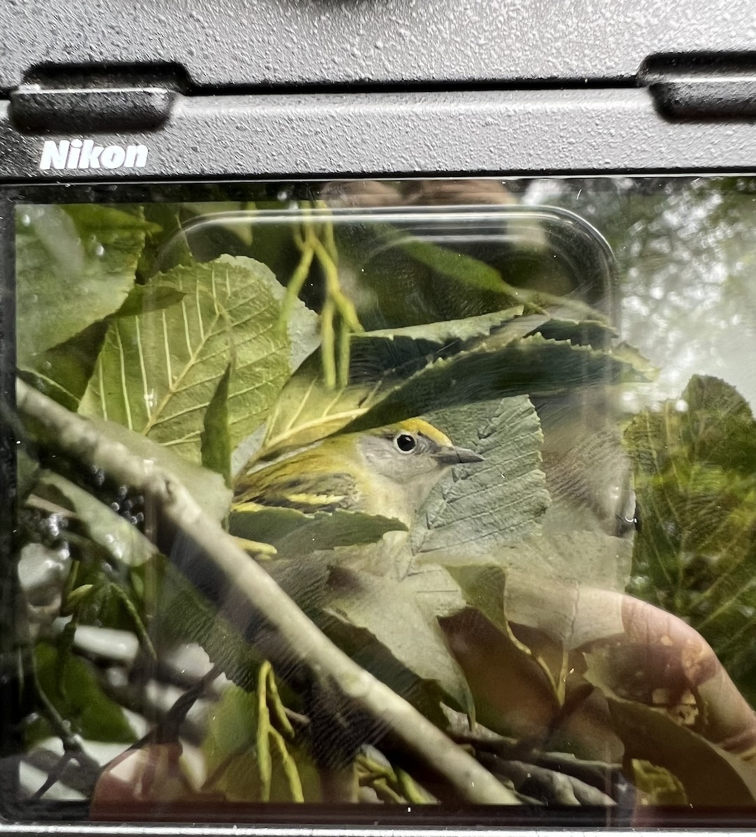 Chestnut-sided Warbler - ML609020282