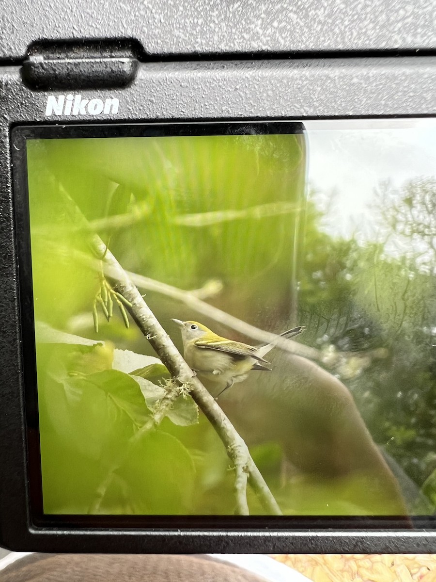 Chestnut-sided Warbler - ML609020283