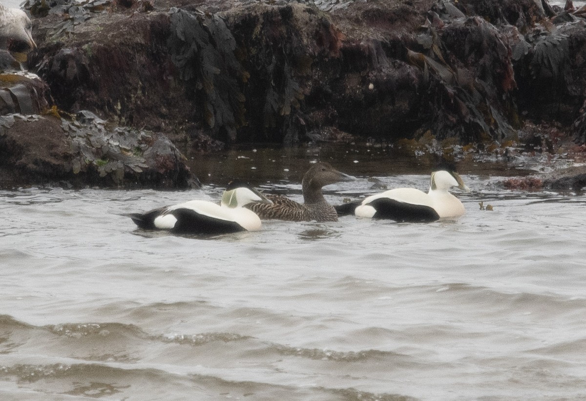 Common Eider (Eurasian) - ML609020300