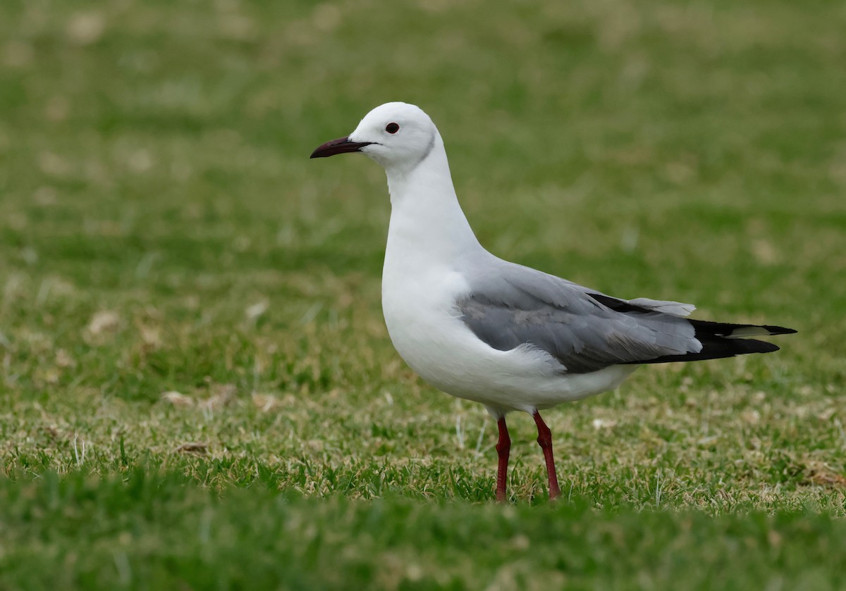 Hartlaub's Gull - ML609020316