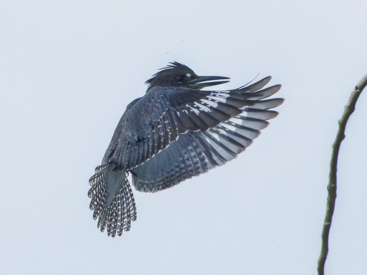 Belted Kingfisher - ML609020416
