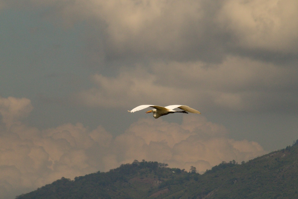 Great Egret - ML609020449