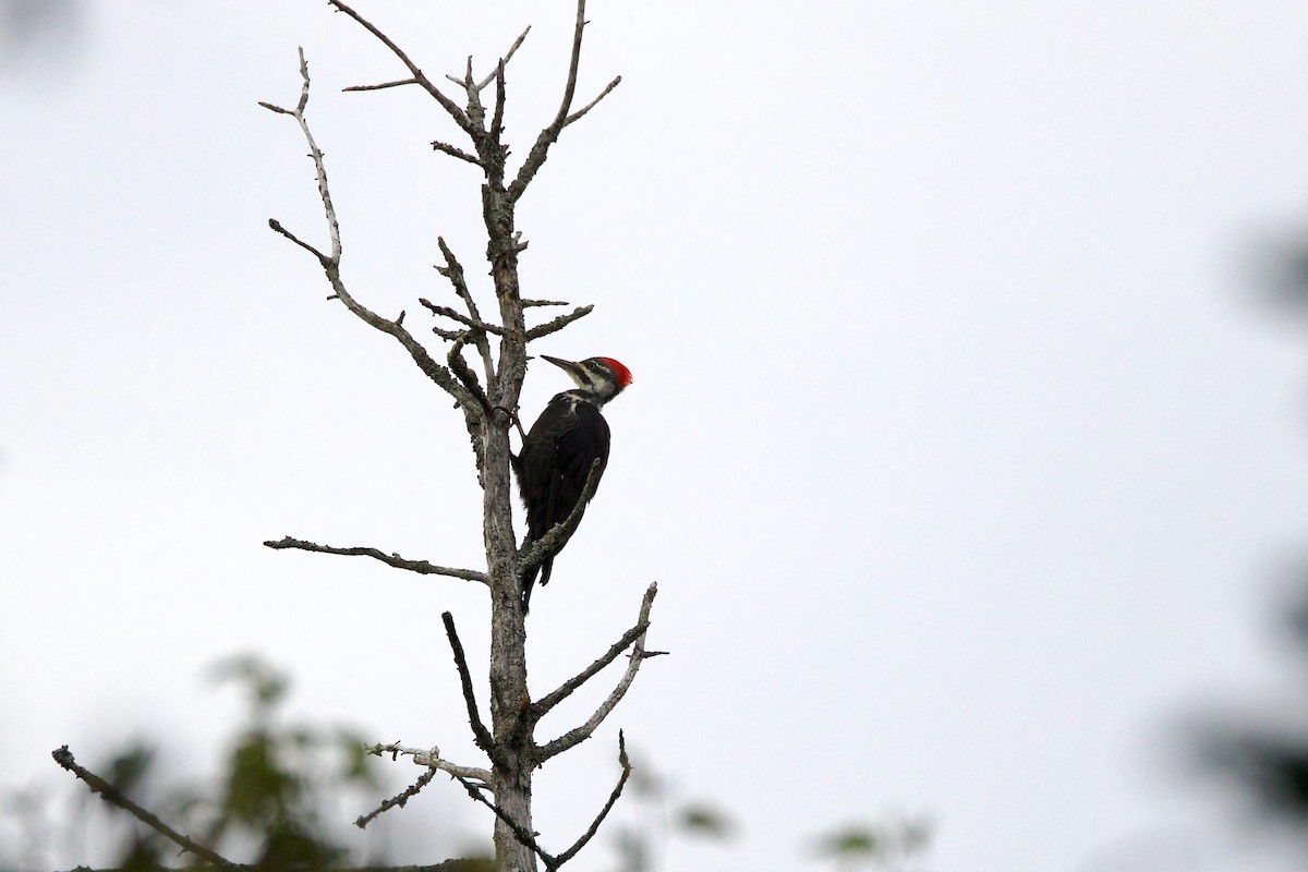 Pileated Woodpecker - ML609020472