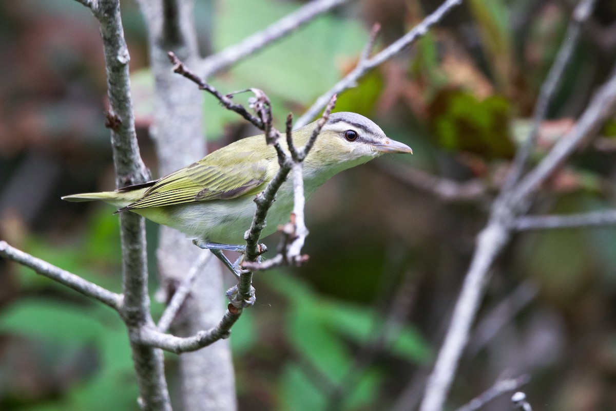 Vireo Ojirrojo - ML609020486