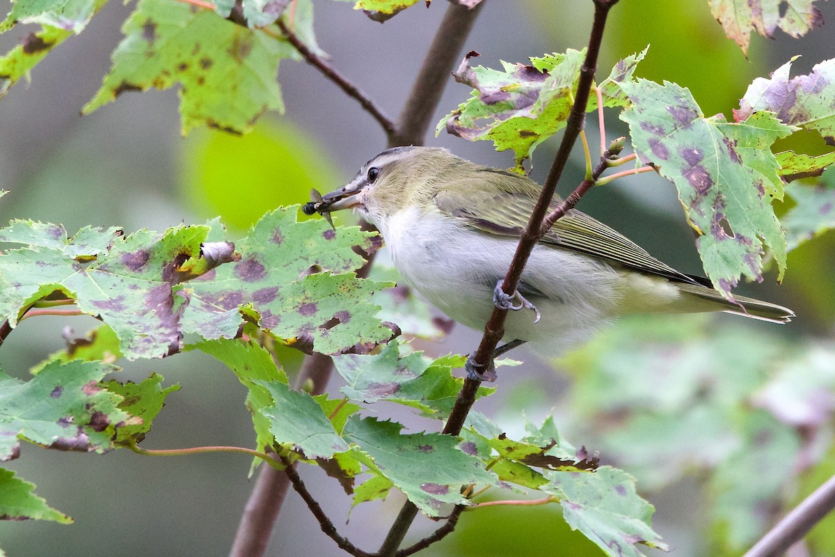 Vireo Ojirrojo - ML609020492