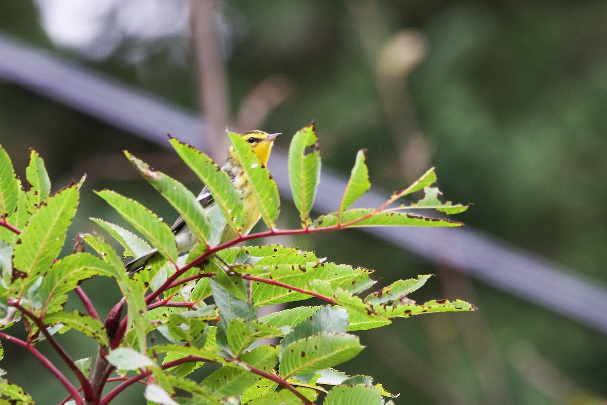 Blackburnian Warbler - George Forsyth