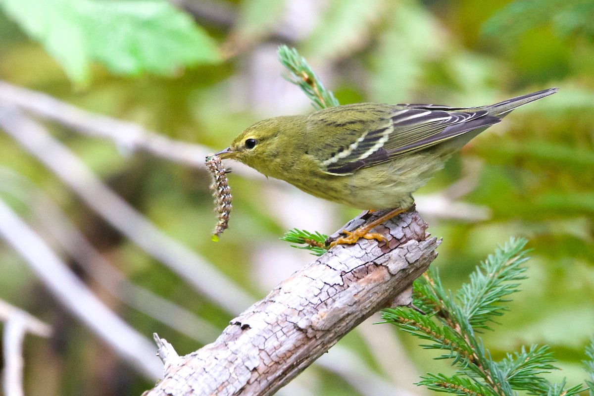 Blackpoll Warbler - ML609020533