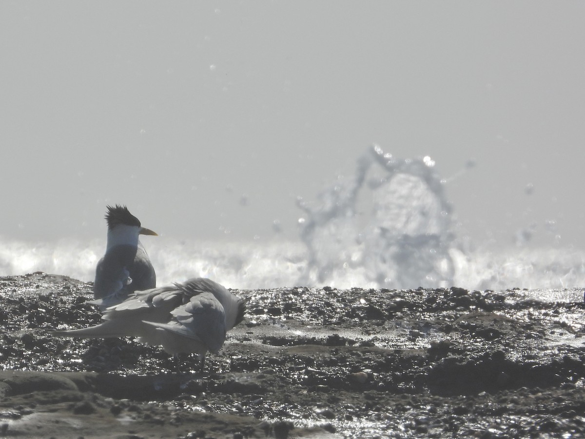 Great Crested Tern - ML609020564