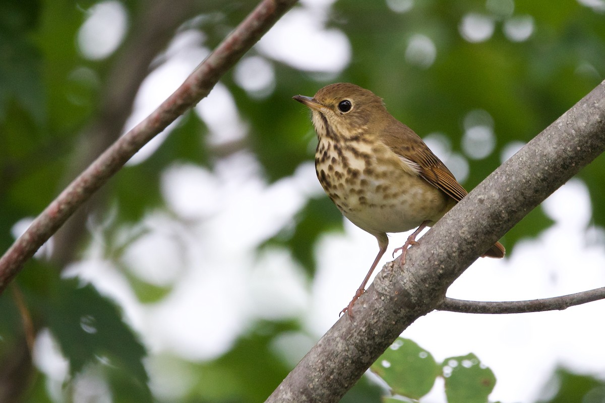 Hermit Thrush - ML609020570