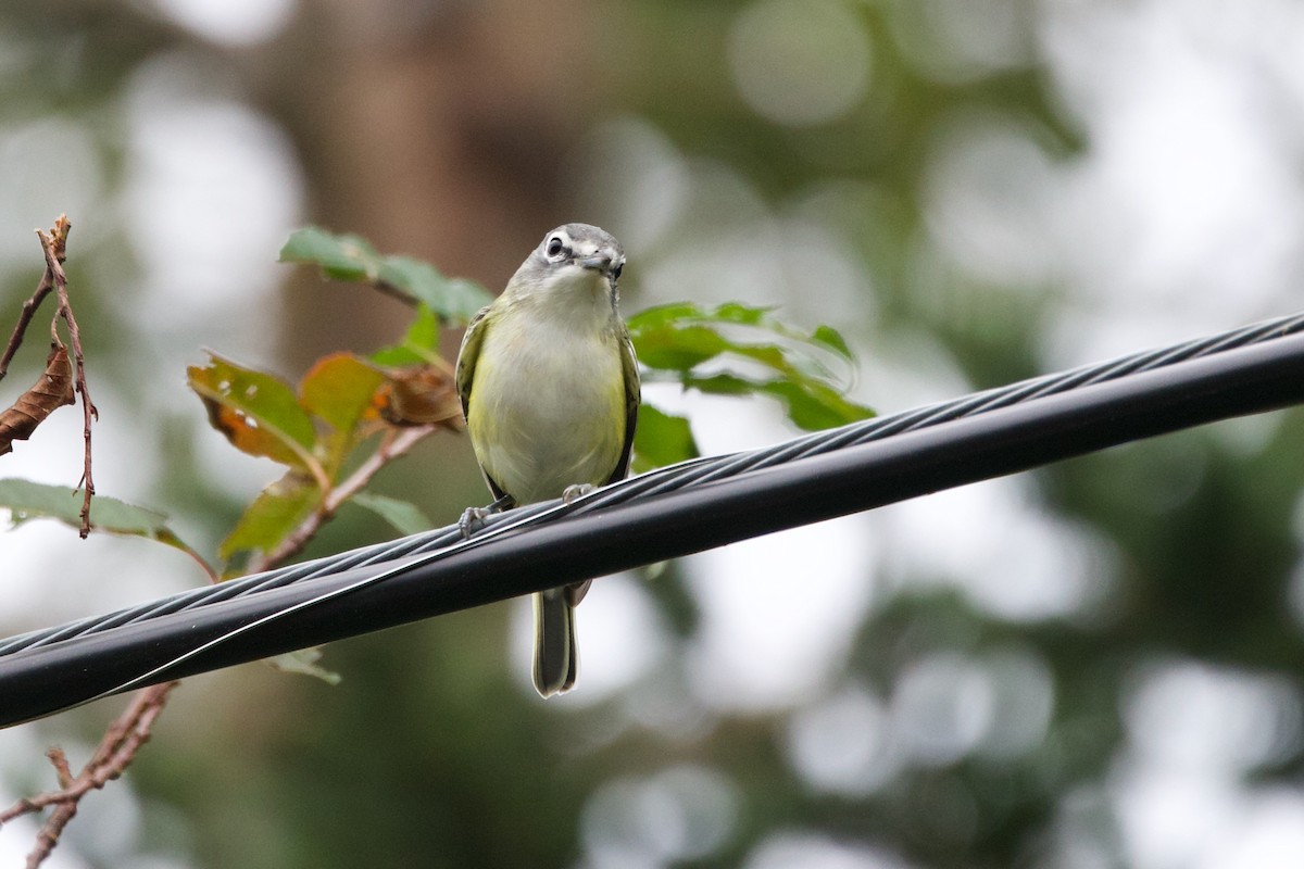 Vireo Solitario - ML609020598