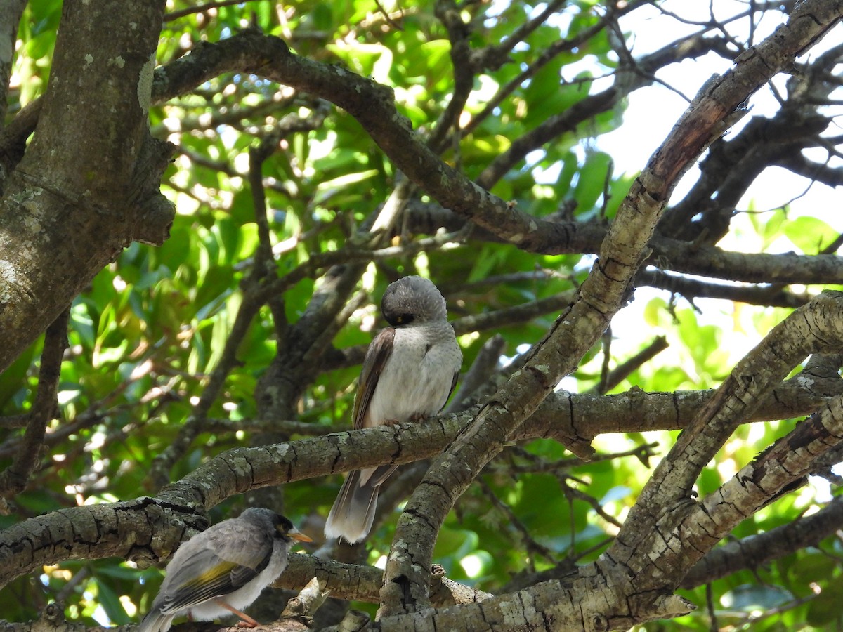 Noisy Miner - Cherri and Peter Gordon