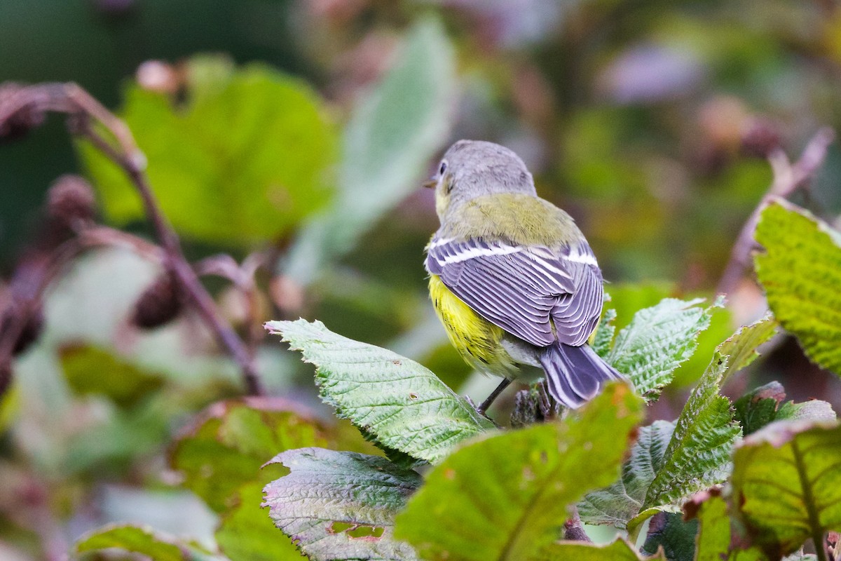 Magnolia Warbler - ML609020630