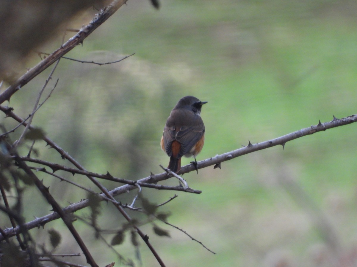 Common Redstart - Manuel Vega Uyá