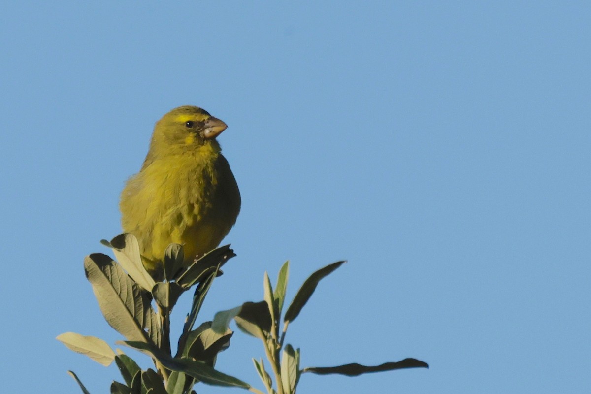 Brimstone Canary - Garret Skead