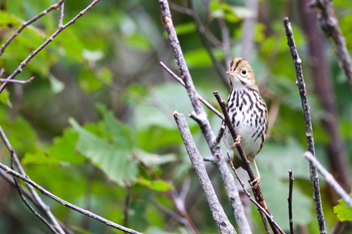 Ovenbird - ML609020689