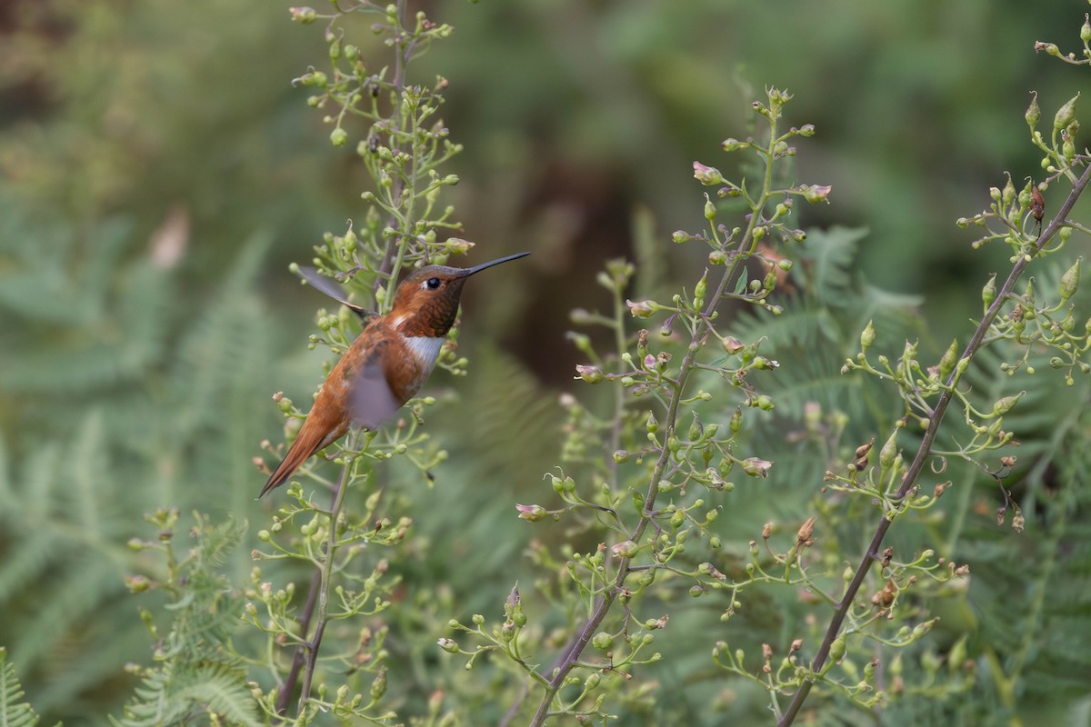 Rufous Hummingbird - ML609020714
