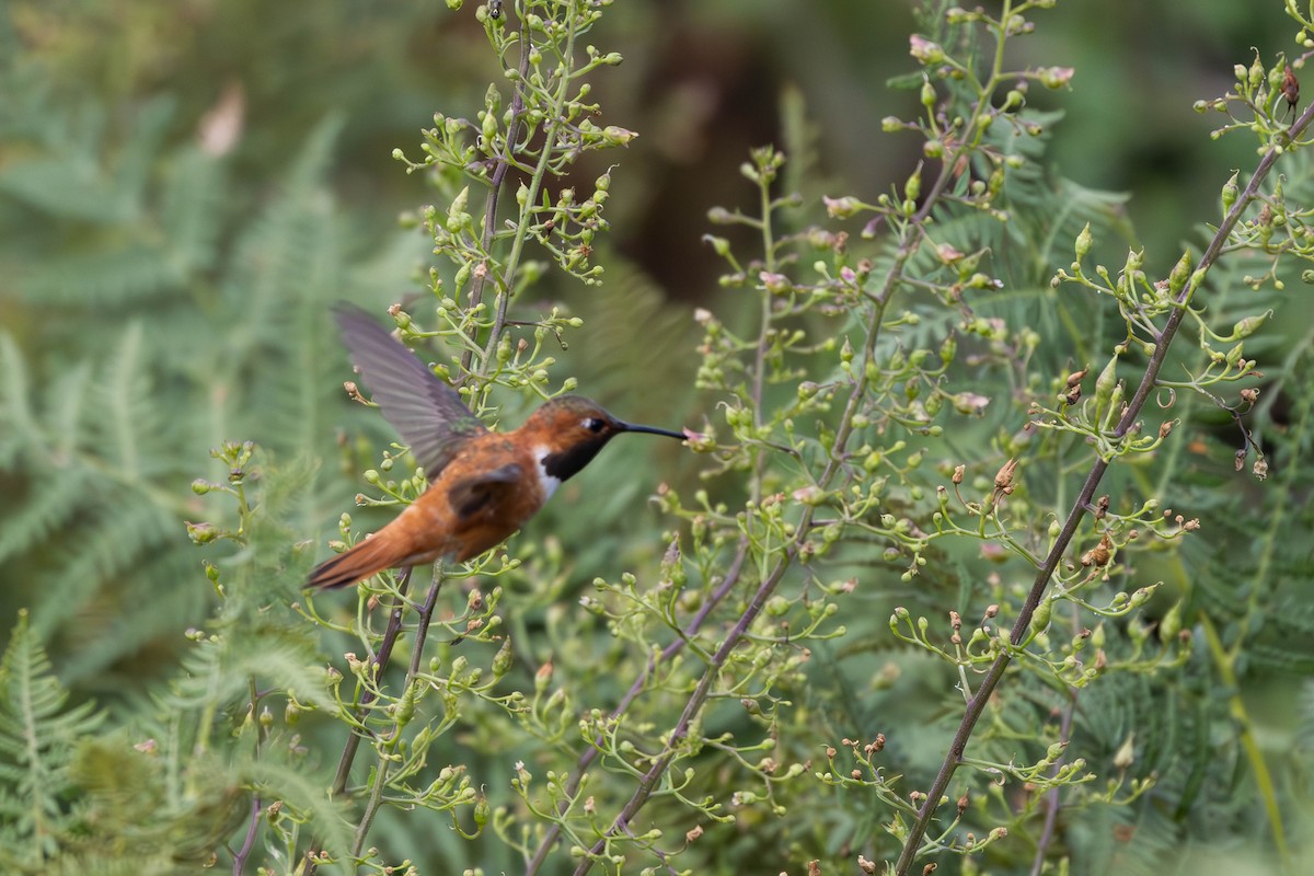 Rufous Hummingbird - ML609020715