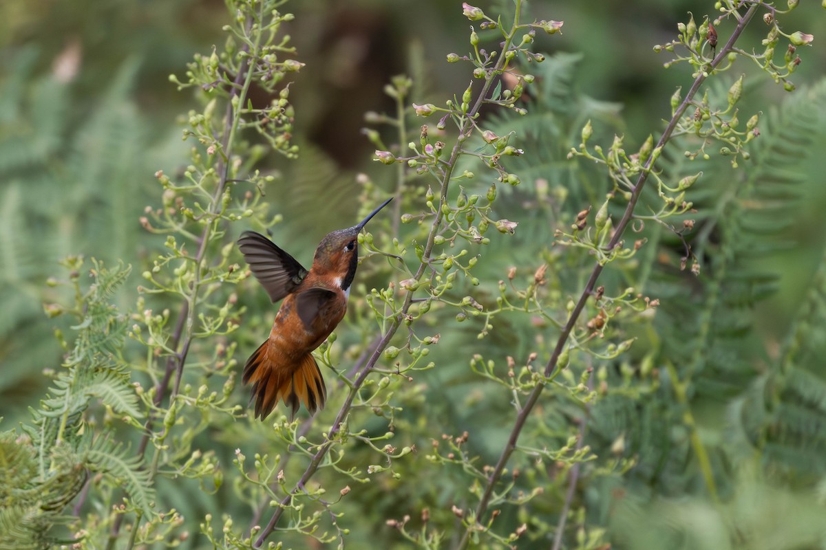 Rufous Hummingbird - ML609020716