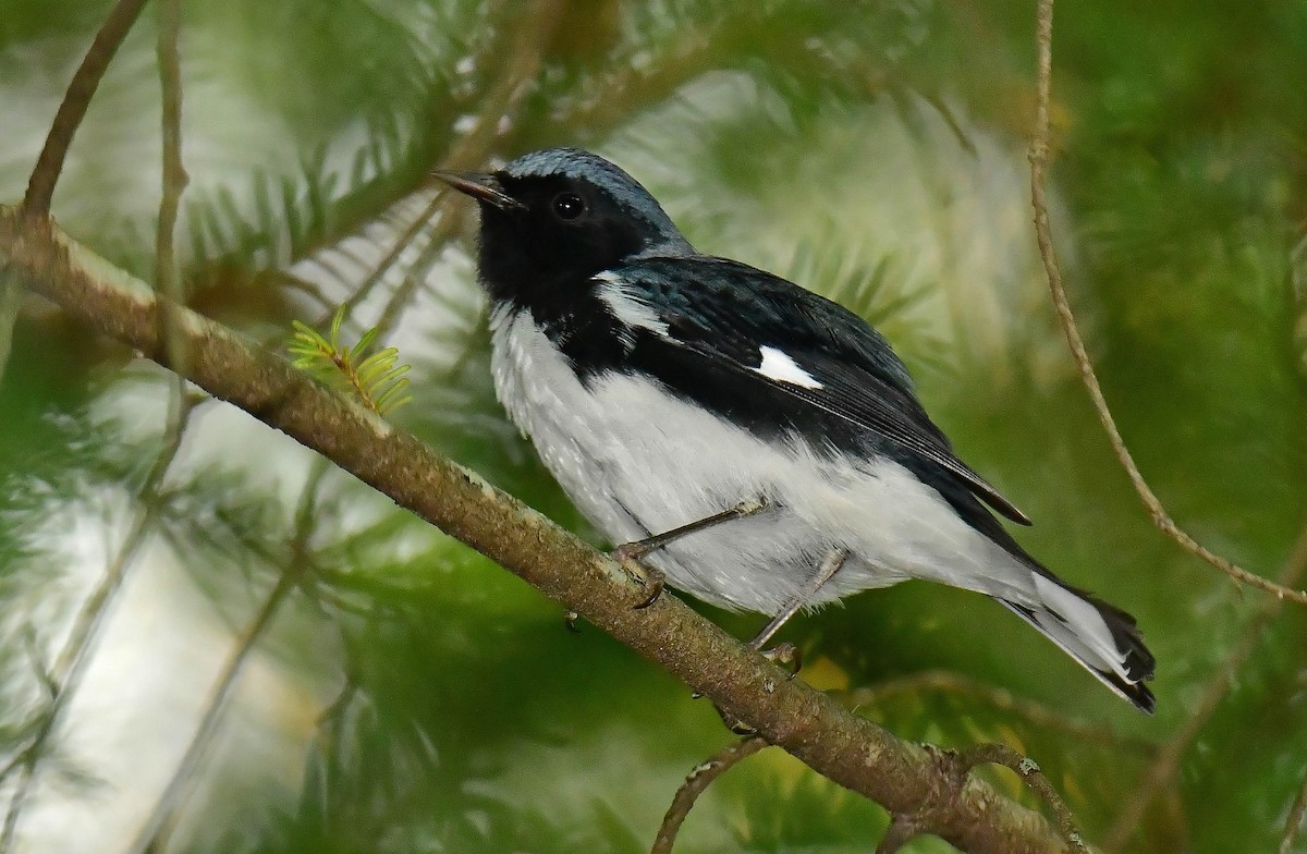 Black-throated Blue Warbler - ML609020717