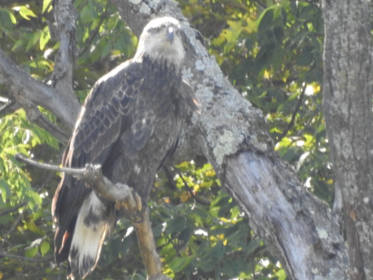 Bald Eagle - ML609020765