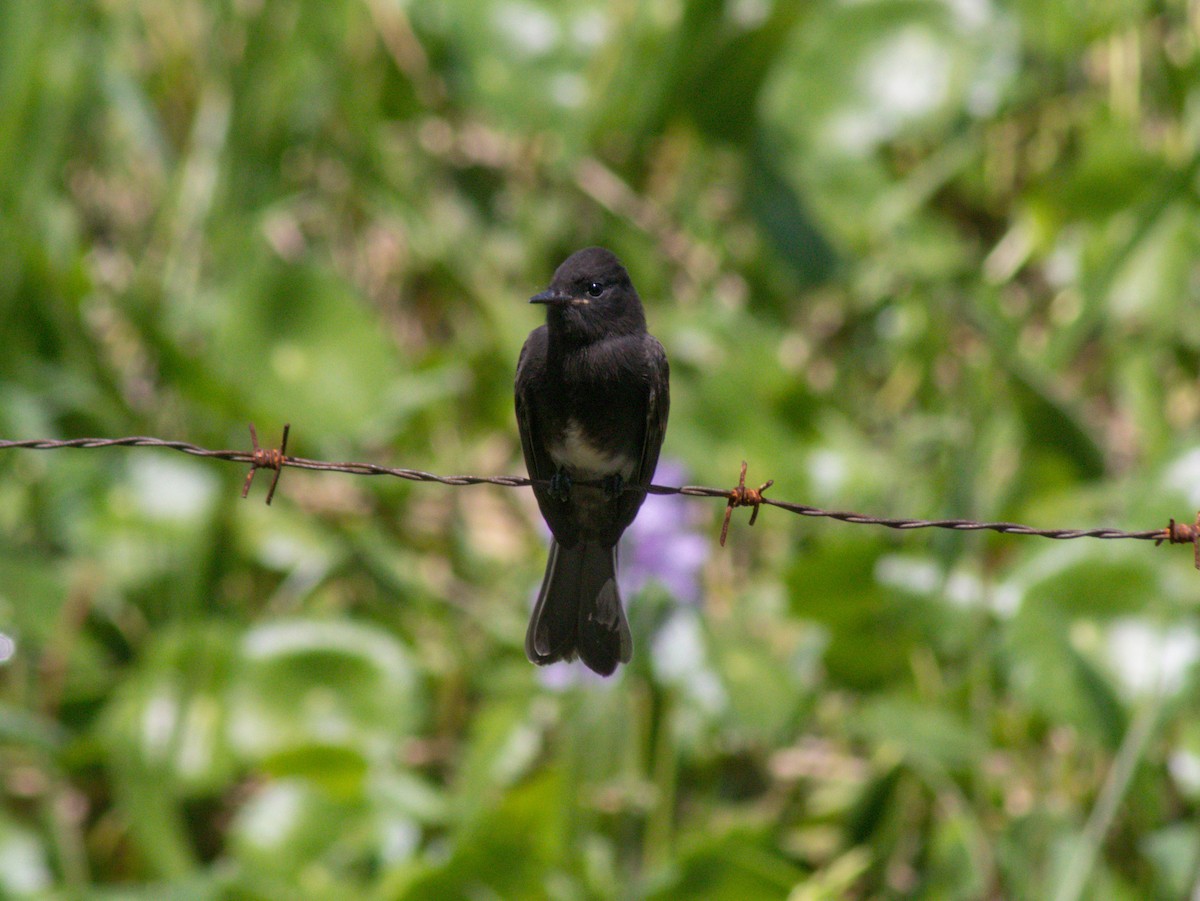 Black Phoebe - ML609020794