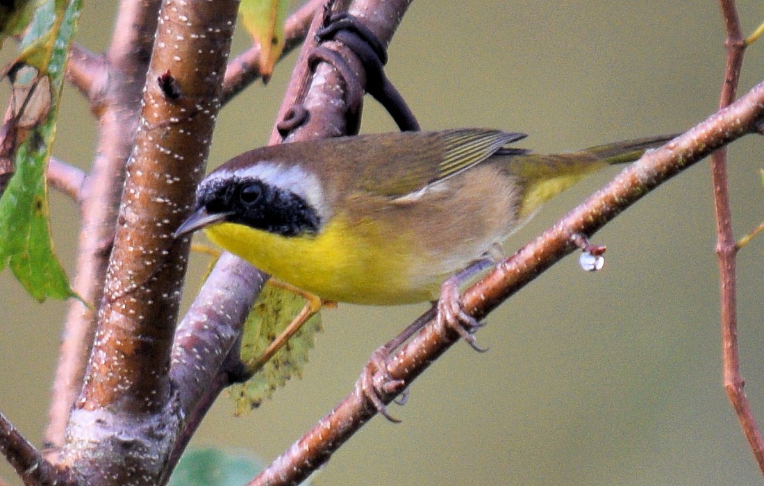 Common Yellowthroat - ML609021025
