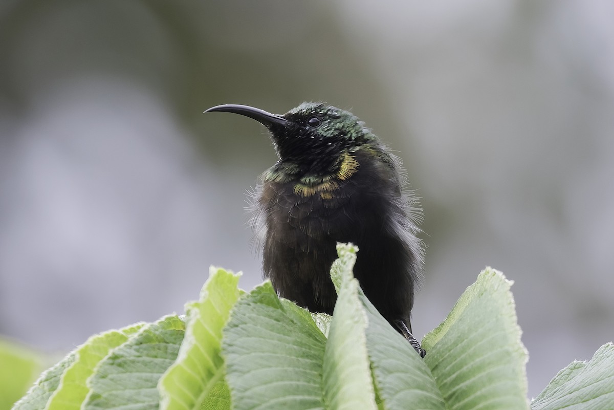 Bronzenektarvogel - ML609021086