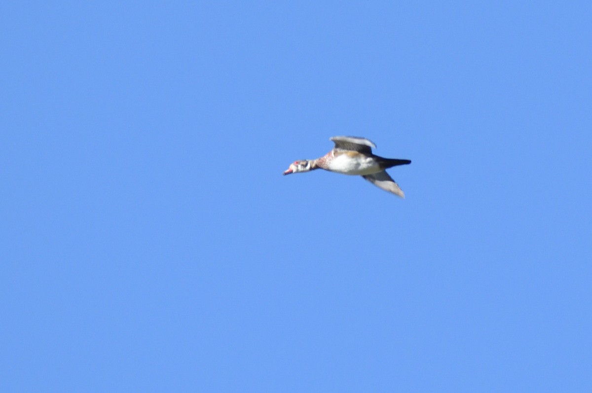 Wood Duck - ML609021197