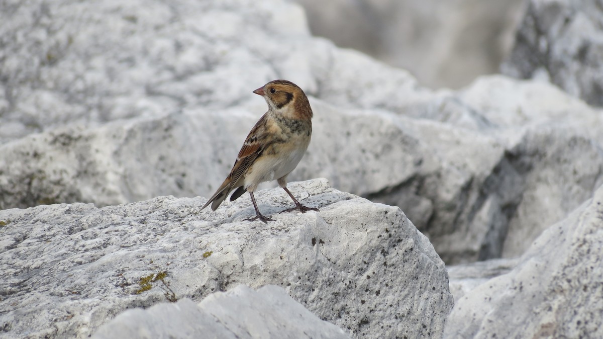 Lapland Longspur - Jym Mooney