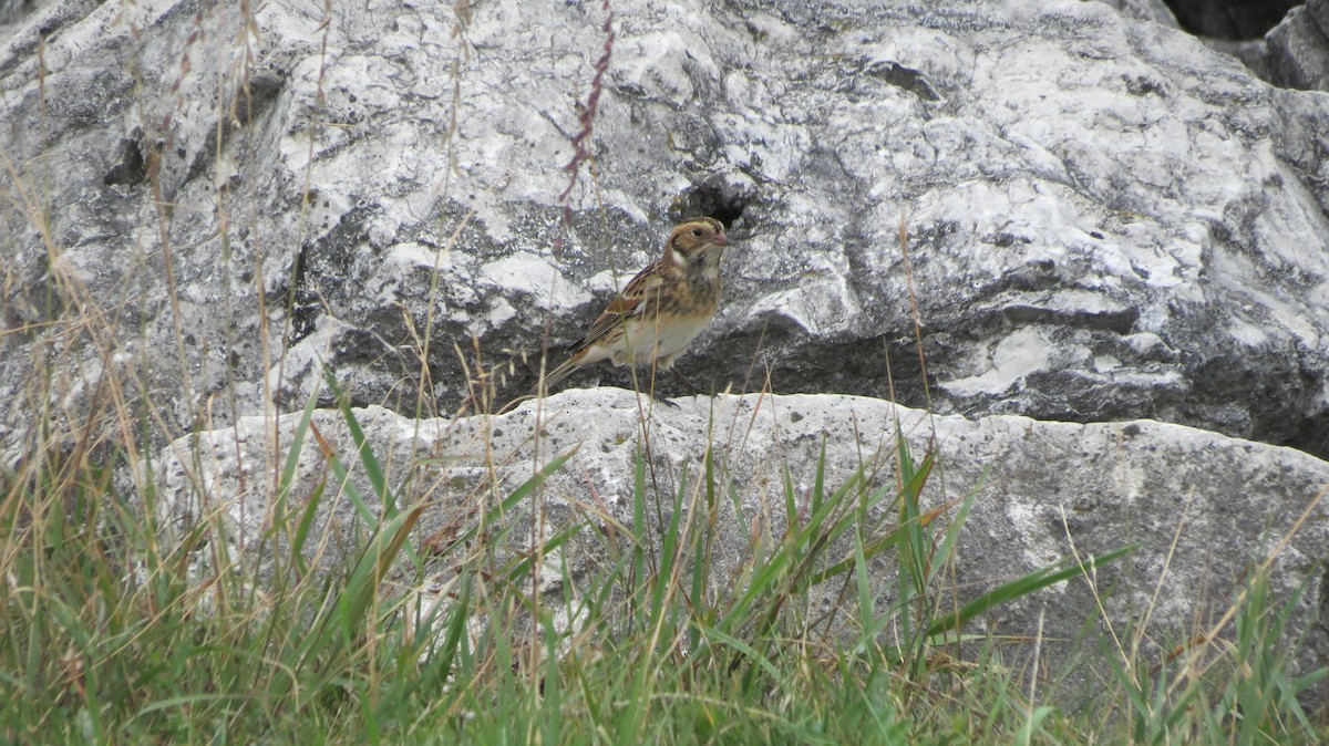 Lapland Longspur - ML609021367