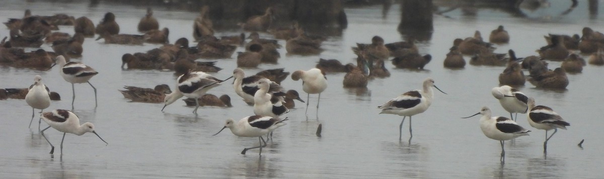 Avoceta Americana - ML609021406