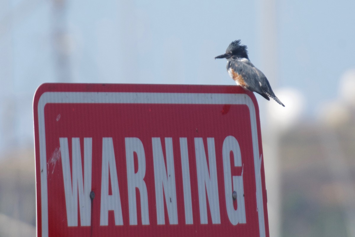 Belted Kingfisher - ML609021472