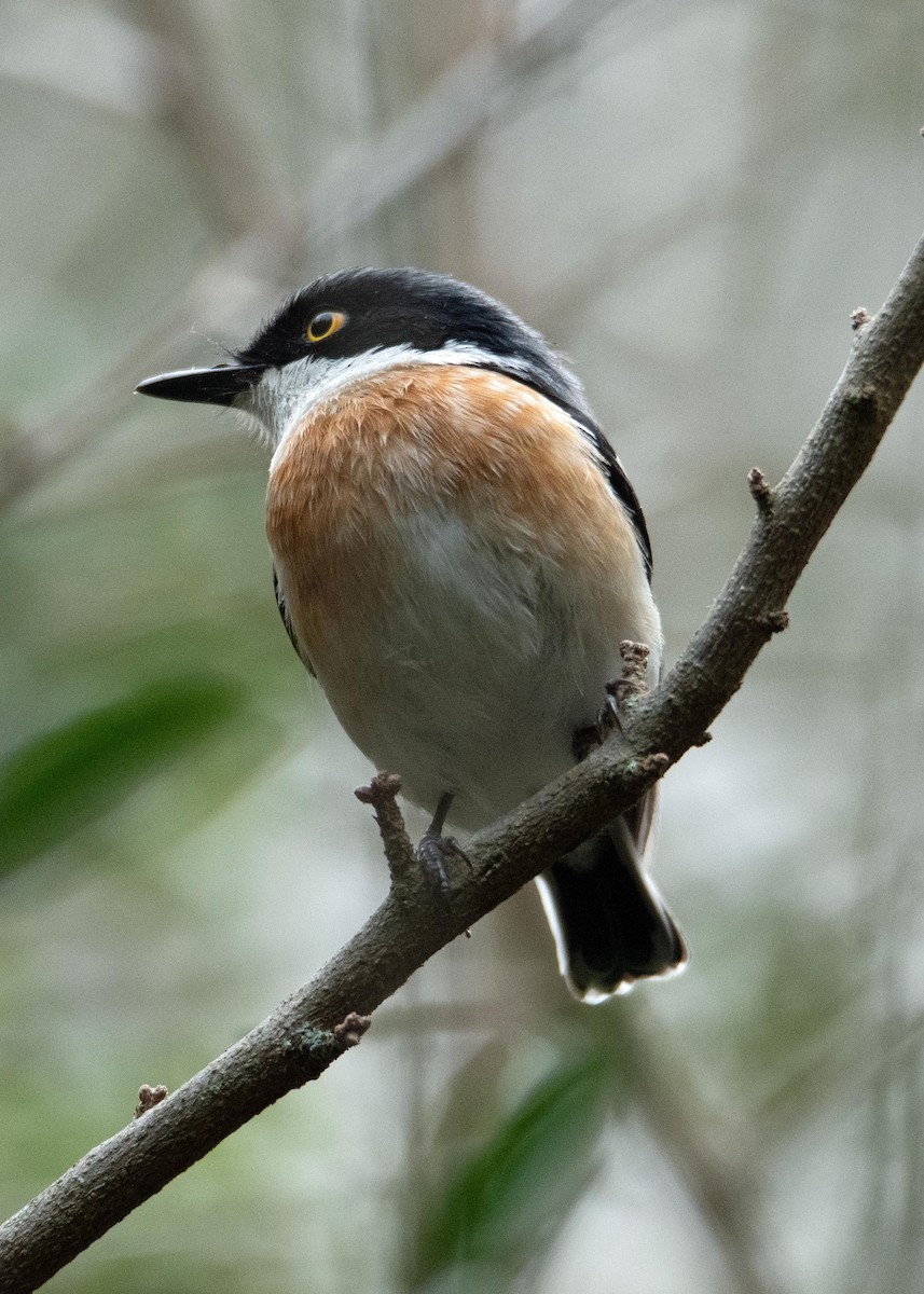 Woodwards' Batis - ML609021521