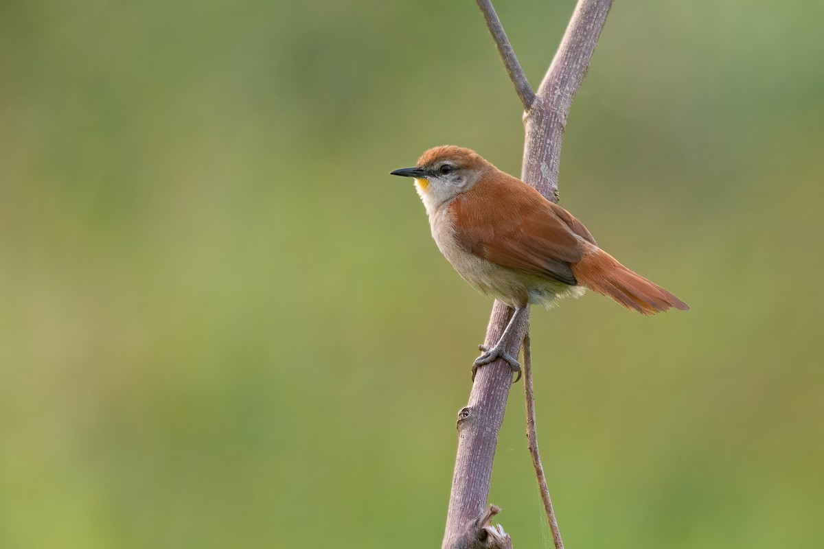 Yellow-chinned Spinetail - ML609021532