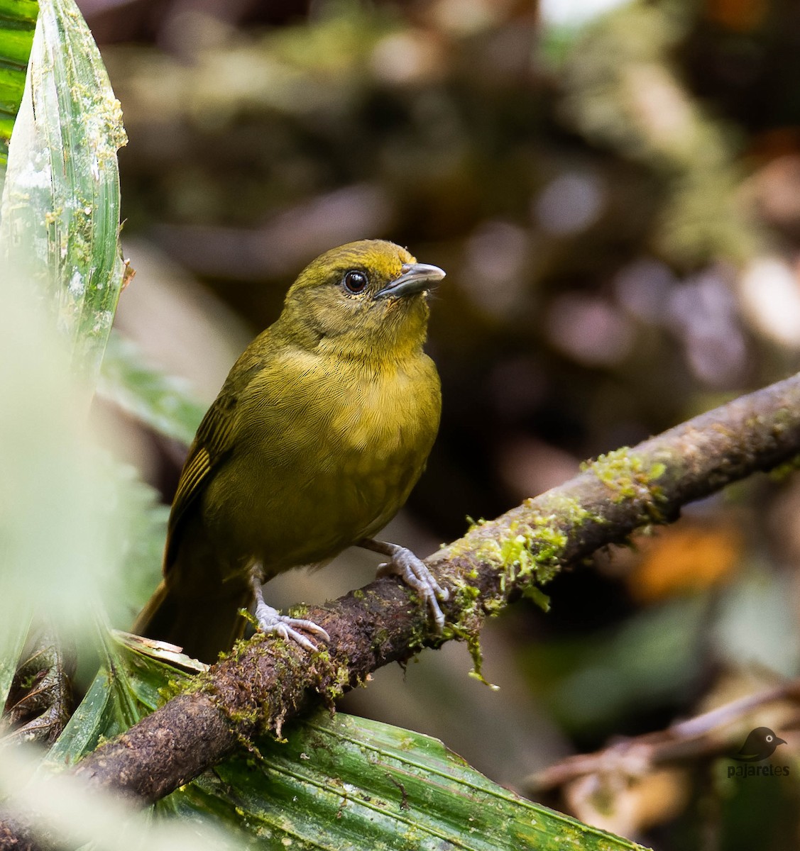 Oleaginous Hemispingus - Juan Carlos Herrera  Diez