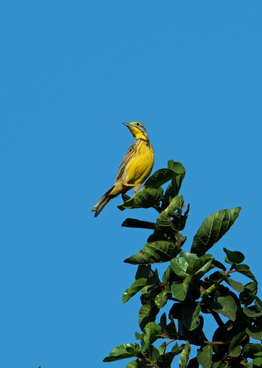 Yellow-throated Longclaw - ML609021617