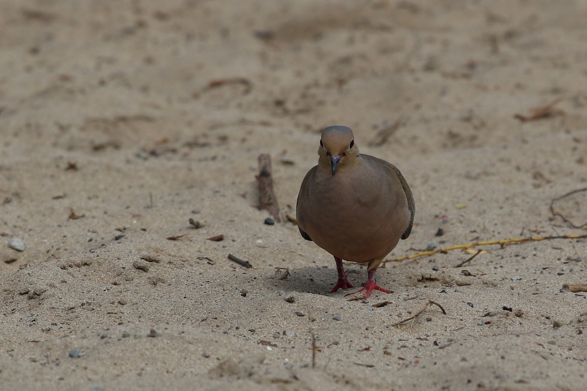 Mourning Dove - Myriam Berube