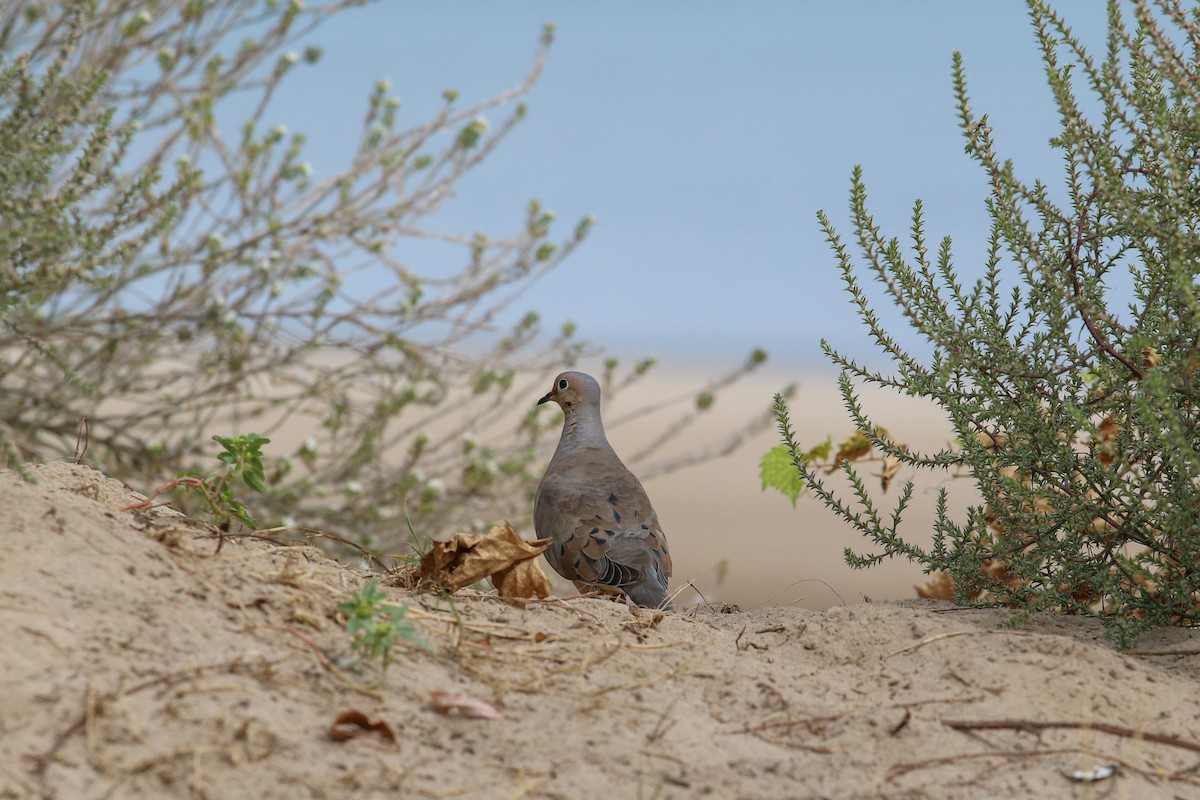 Mourning Dove - ML609021706